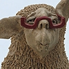 Sheep's sharp eye